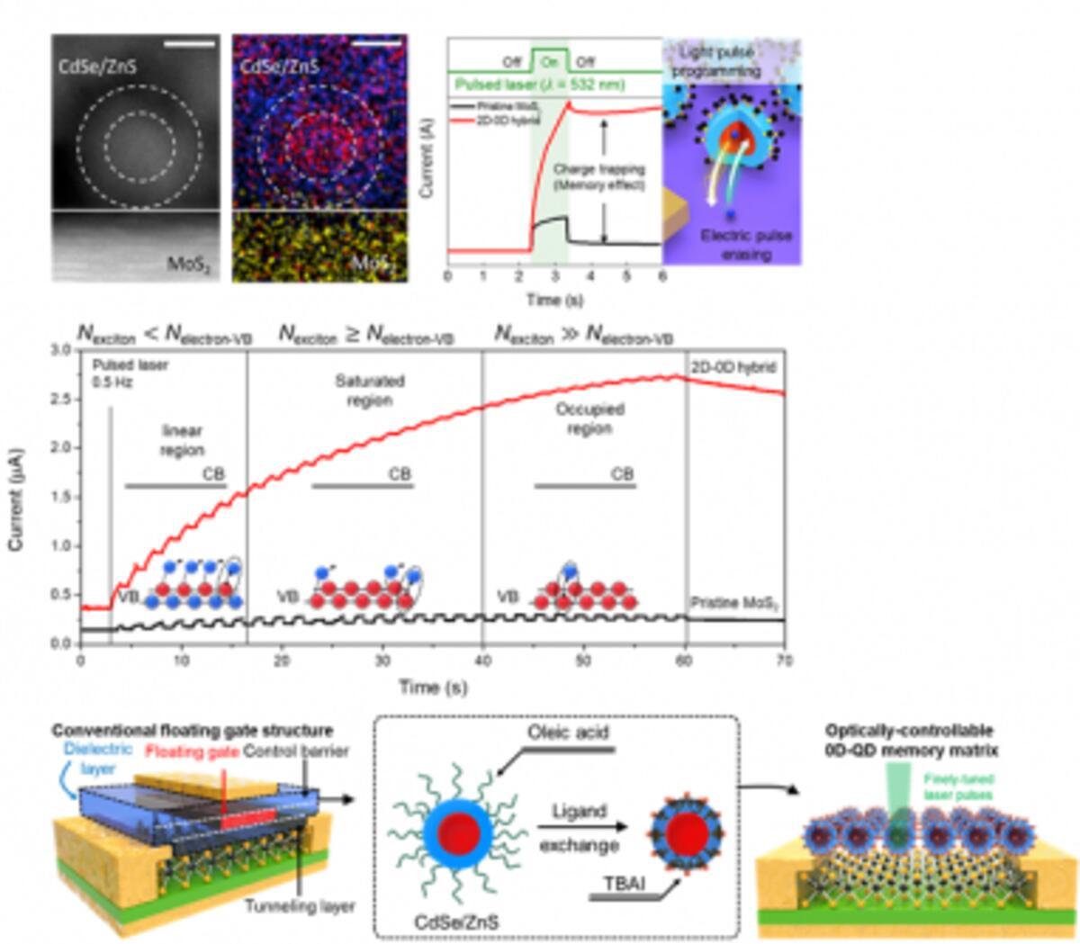 Electron micrographs of the 2D-0D hybrid surface implemented in this study (top left), memory characteristics generated by light pulses (top right), and polynomial memory characteristics generated by multiple light pulses (bottom).