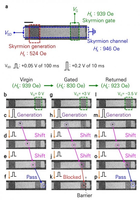 Operation of a skyrmion transistor. a) Skyrmion transistor device geometry. The blue dashed box is a skyrmion channel. The red dashed box acts as a skyrmion generator and the green dashed box is a skyrmion gate. Scale bar, 10 µm. b) From the initial state; c) a skyrmion is generated; and d–f) the skyrmion moves and passes through the skyrmion gate region. g–k) After lowering PMA in the skyrmion gate region by applying a positive gate voltage pulse, k) the generated skyrmion is blocked at the right interface of the skyrmion gate region. l–p) After returning PMA in the skyrmion gate region by applying a negative gate voltage pulse, p) a skyrmion can pass the skyrmion gate region again.