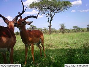 Motion sensor “camera traps” unobtrusively take pictures of animals in their natural environment, oftentimes yielding images not otherwise observable. The artificial intelligence system automatically processes such images, here correctly reporting this as a picture of two impala standing. (Snapshot Serengeti Photo)