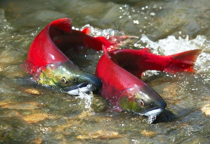 While the newly created habitat may be a ray of light for salmon in some locations, climate change continues to pose grave challenges for salmon and other fish populations.