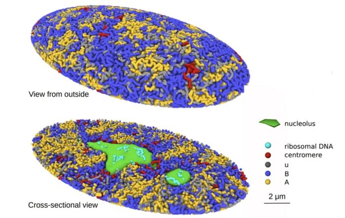 New modeling technique provides a platform to investigate the relationship between the structure, dynamics, and functions of the human genome  CREDIT Shin Fujishiro, Masaki Sasai