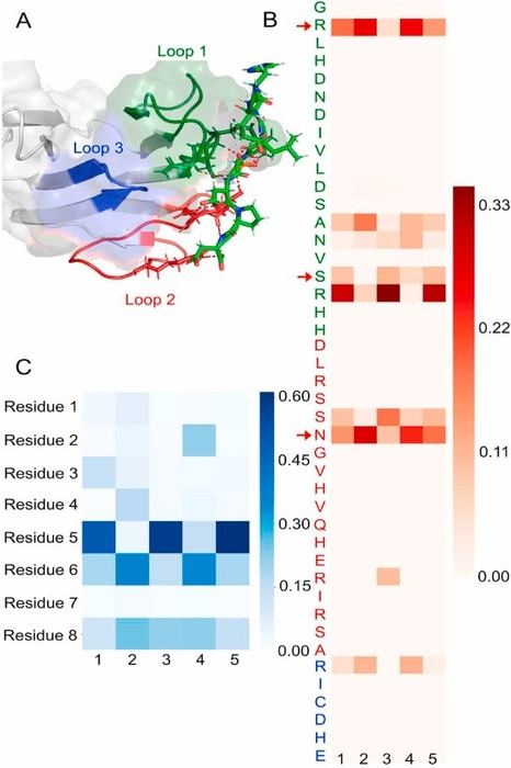 Hydrogen bond patterns in the EmbR FHA domain  CREDIT Gil Alterovitz