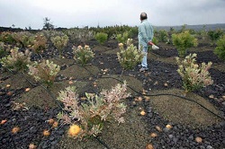 Protea plants damaged by vog have cost farmers in Ocean View, on average, 40 percent of their household income. (photo credit: Chris Stewart, the Chronicle) Protea plants damaged by vog have cost farmers in Ocean View, on average, 40 percent of their household income. (photo credit: Chris Stewart, the Chronicle)