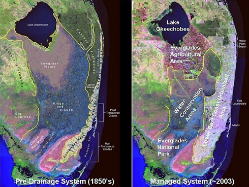 The image at left is a computerized simulation of how the Florida Everglades area looked circa the 1850s, before the sheet-water flow was interrupted by man-made canals in order to keep the land dry for human development. Since then, the entire ecosystem has changed for the worse (right), as runoff containing pesticides/fertilizers/toxins was flushed into Florida Bay. Image courtesy of South Florida Water Management District (SFWMD)