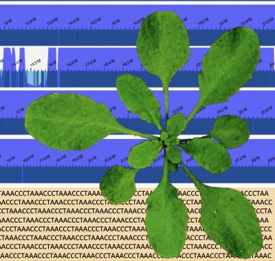 Arabidopsis thaliana plant.