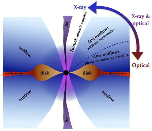 In the figure we see a cross section of what happens when the material from the disrupted star is devoured by the black hole. An accretion disk is formed (disk) by the material. There is too much material for it to pass into the black hole at once. It is heated up in the process and emits vast amounts of light and radiation, visible from Earth (Double arrow). Dr. Jane Dai’s computer model takes the difference in viewing angle from Earth into account, which means we are now able to categorize the variations in observations correctly. This means we can study the properties of the black hole, and learn about a celestial body we would otherwise not be able to see.