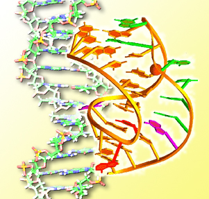 Hydrogen bonds are ubiquitous but nowhere more important than in the structure of DNA and RNA, where they join the “stair-step” base pairs across the double strand. It has long been thought that protons transfer in molecules only by means of such hydrogen bonds. 