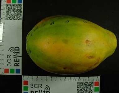 Mechanical harvesting of papayas might be a reality with supercomputational technique