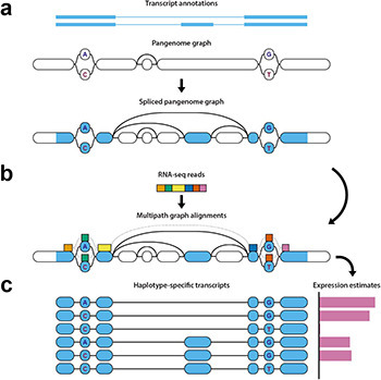 Diagram of the haplotype-aware transcriptome analysis pipeline.