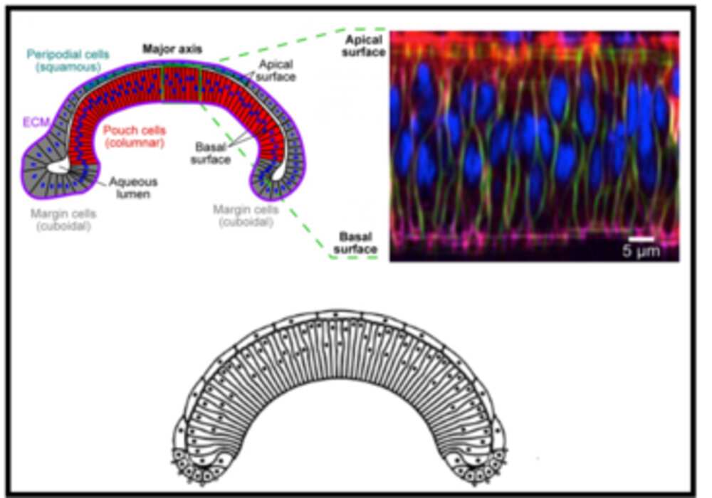 Fruit fly wing disc. (Mark Alber/UCR)