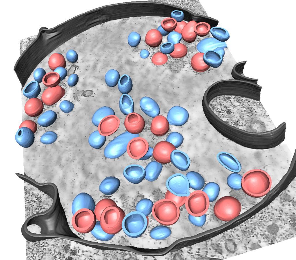 3D-segmentation of different structures related to an infection with the influenza A virus. The blue particles are viruses which have entered the cell and should next fuse with the endosomal membrane and release their genome into the host cytoplasm. | © Petr Chlanda