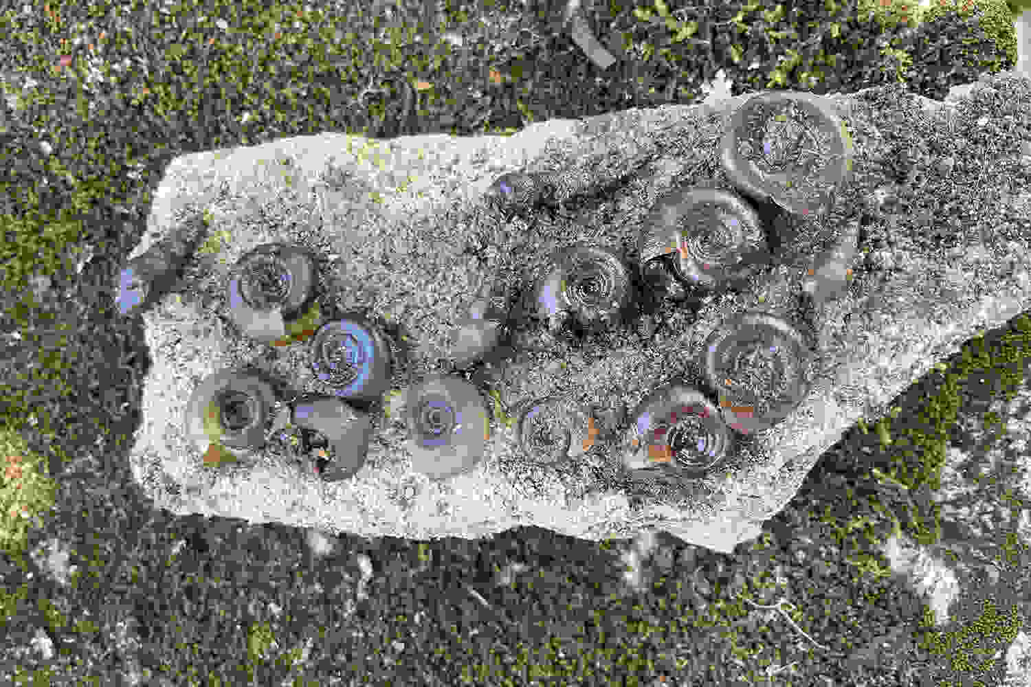 Researchers are gathering snail samples from different locations in Brazil to study the impact of climate change and urbanization on snail habitats. credit: Aly Singleton