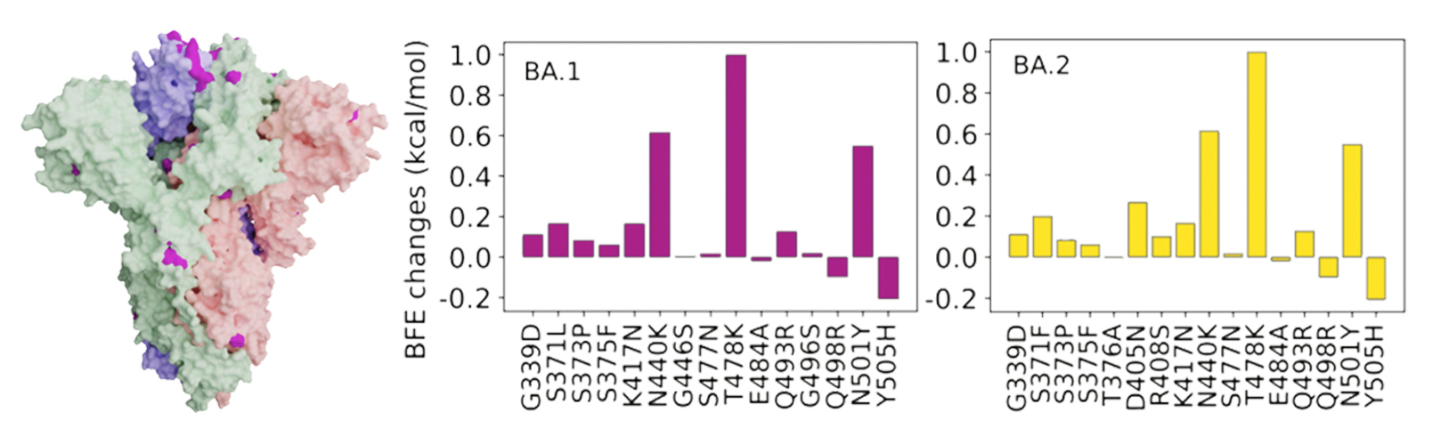 At the far left of this image is a computer-generated visualization of the novel coronavirus’s spike protein. The magenta dots represent regions where the omicron variants have mutated. The bar graphs to the right show how those mutations affect biochemical interactions as predicted by MSU researchers’ artificial intelligence. Reprinted with permission from Chen, J., Wei, G. J. Phys. Chem. Lett. 2022