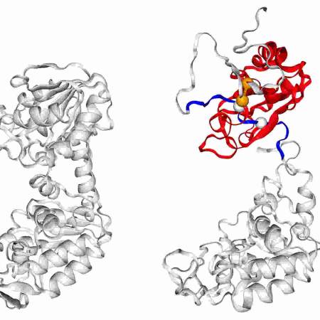 The unusual phenomenon of protein lassoing: Myth or fact?