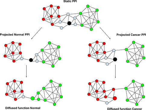 The reference gene is depicted by black circle. The initial static global PIN is projected onto normal and cancer samples based on gene expression, and each function (red and green) are diffused through each PIN. In this case, the reference gene is assigned green function in normal and red function in cancer, i.e., the gene gained red and lost the green function in cancer.