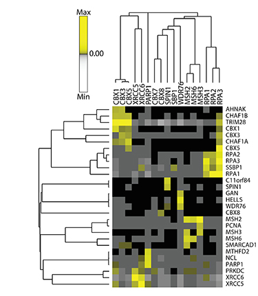 A cluster map showing the profiles of bait proteins (rows) that associate with human DNA repair and epigenetic proteins (columns) based on high topological scoring (TopS) values. Yellow (high TopS score) indicates a higher protein interaction preference.